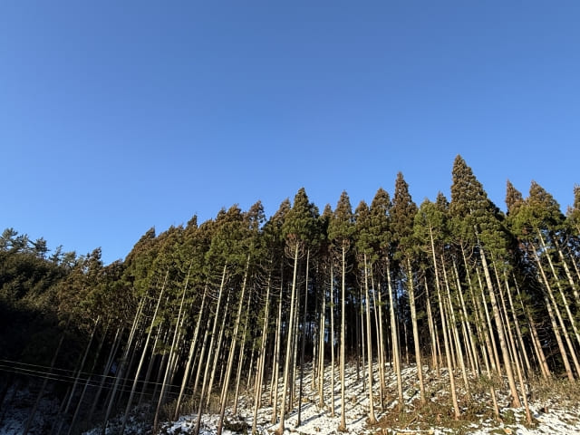 間伐された杉林の風景