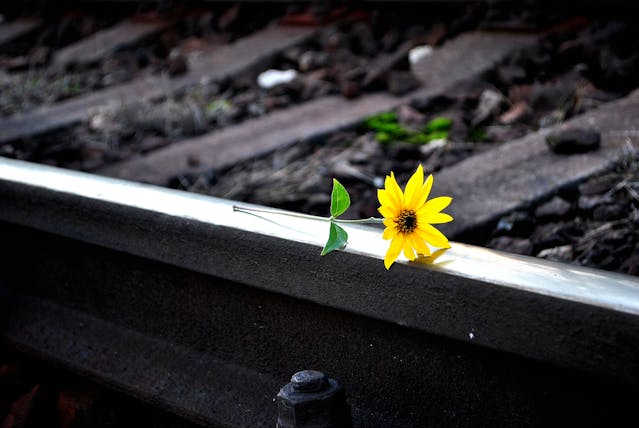 線路の上に置かれた黄色の花
