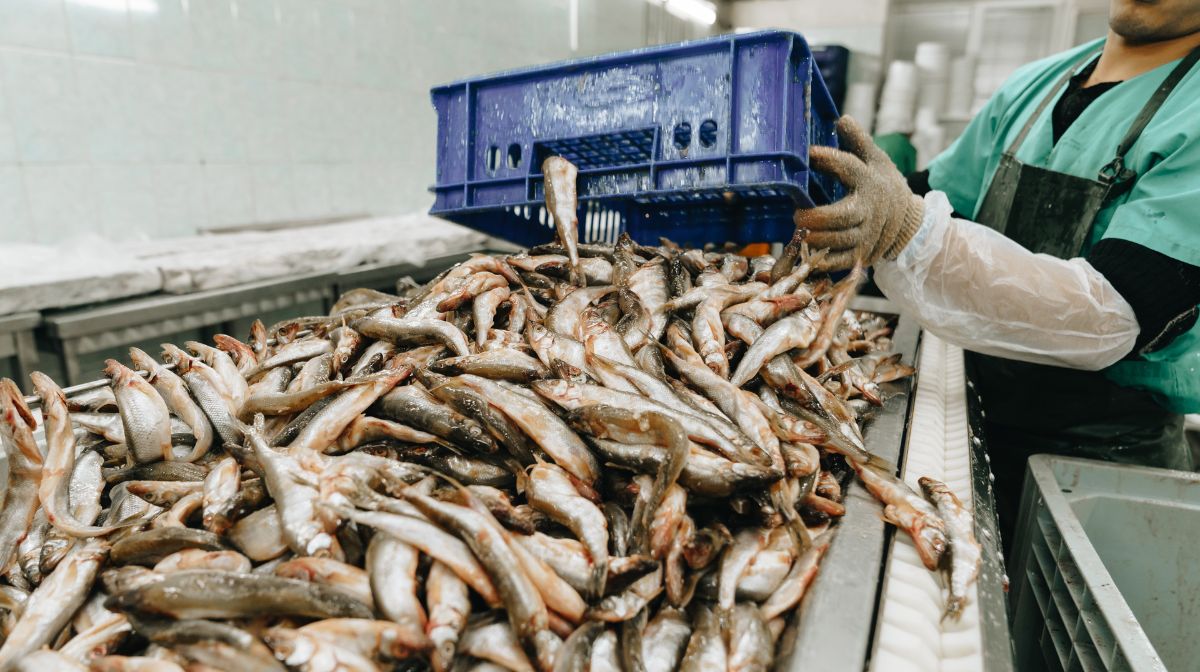 魚の加工作業