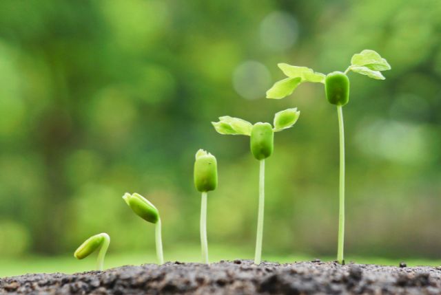 新制度をイメージした植物の苗