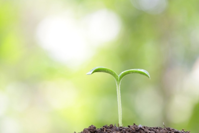 新制度をイメージした植物の苗